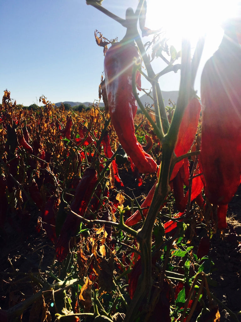 Matt's Trip to New Mexico Chili Farm